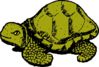 Green Tortoise Clip Art